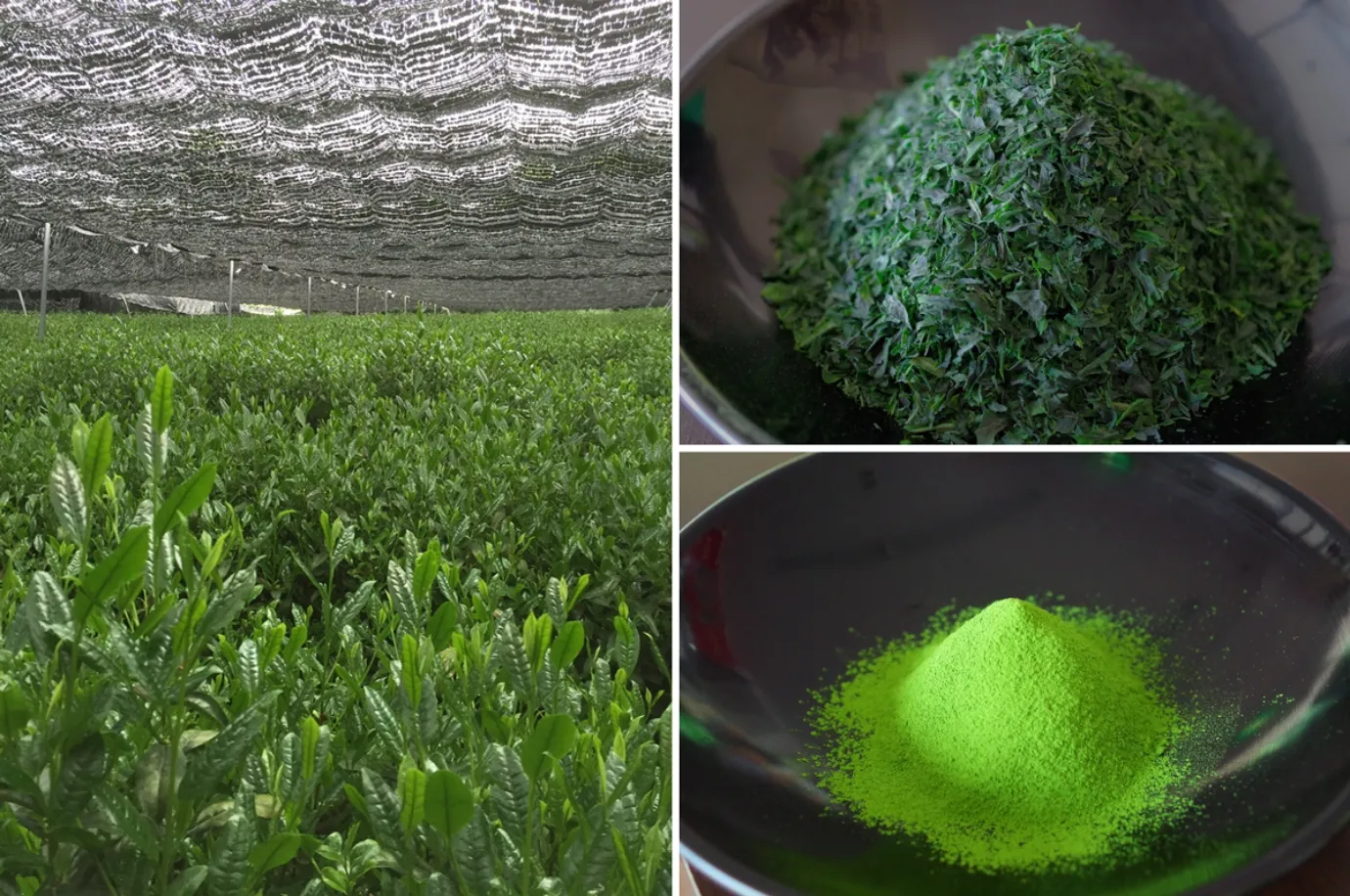 最高級抹茶